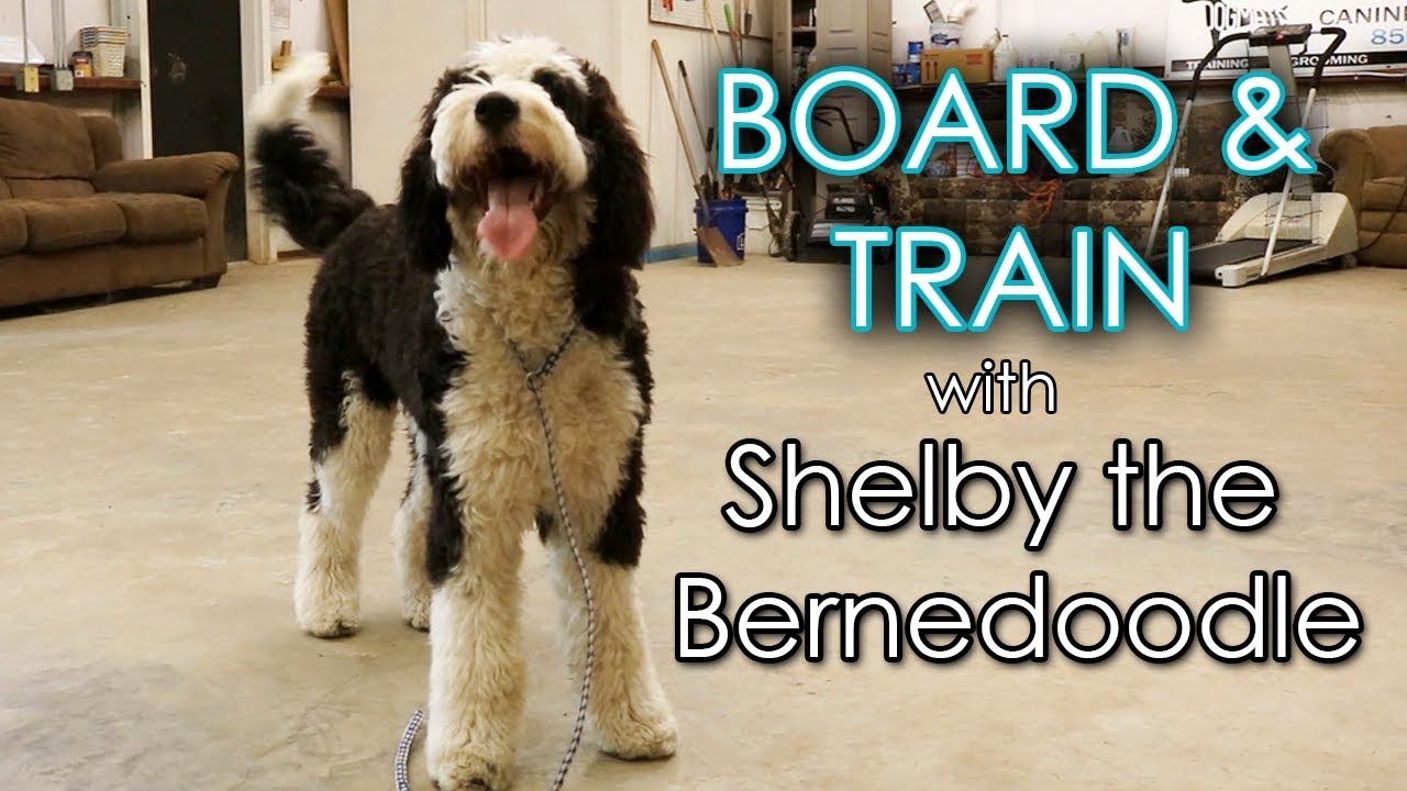 Four Days of Board and Train with Shelby the Bernedoodle