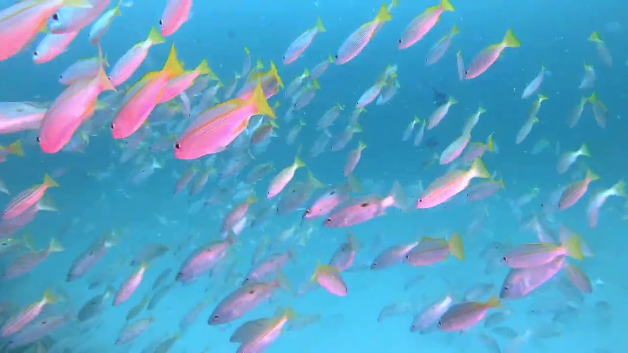 Diving Adventures in Dibba United Arab Emirates while Discovering Marine Life of the Gulf of Oman