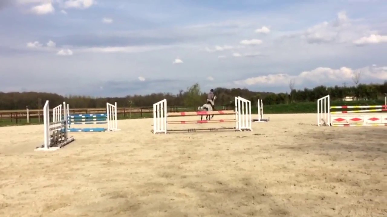 Cheval à vendre - BARHAIN - Zangersheide