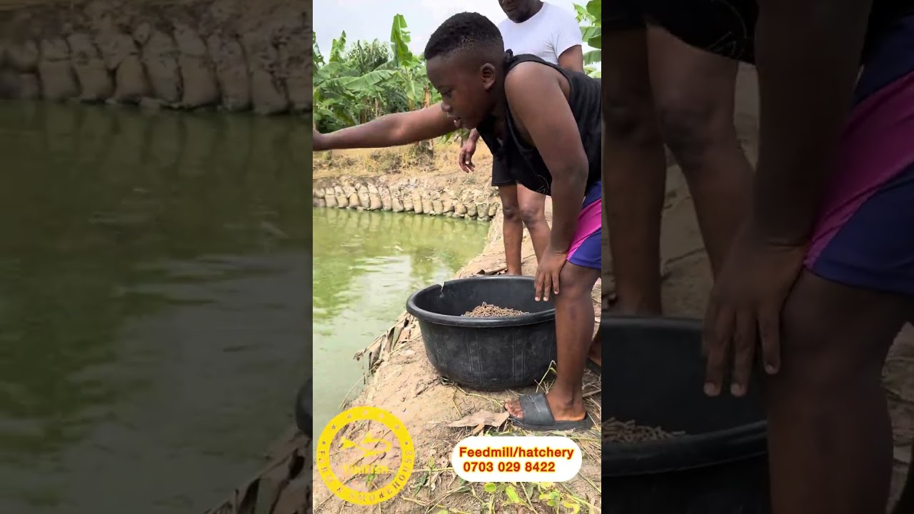 Affordable Homemade Catfish Feeds for Profitable Farming