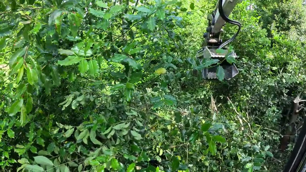 Bobcat e27 with FAE BL0/EX mulching small trees by LDPBOSBOUW
