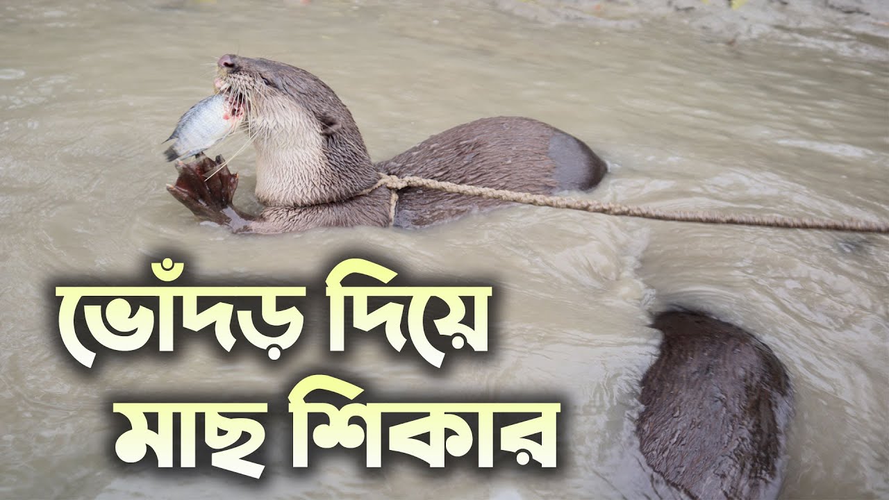 Otter Fishing in Bangladesh | Fishing with Animals | ভোঁদড় দিয়ে মাছ ধরা