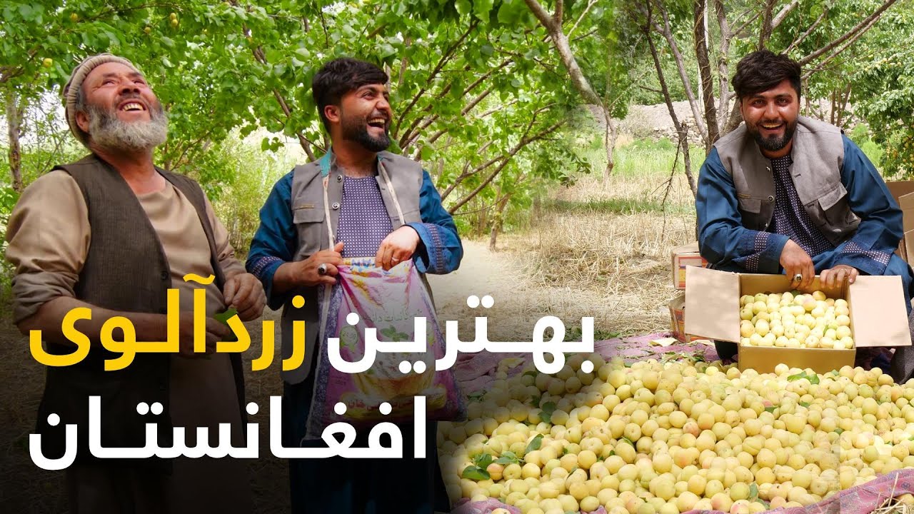 جمع آوری نامدار ترین زردآلوی افغانستان در دره غوربند