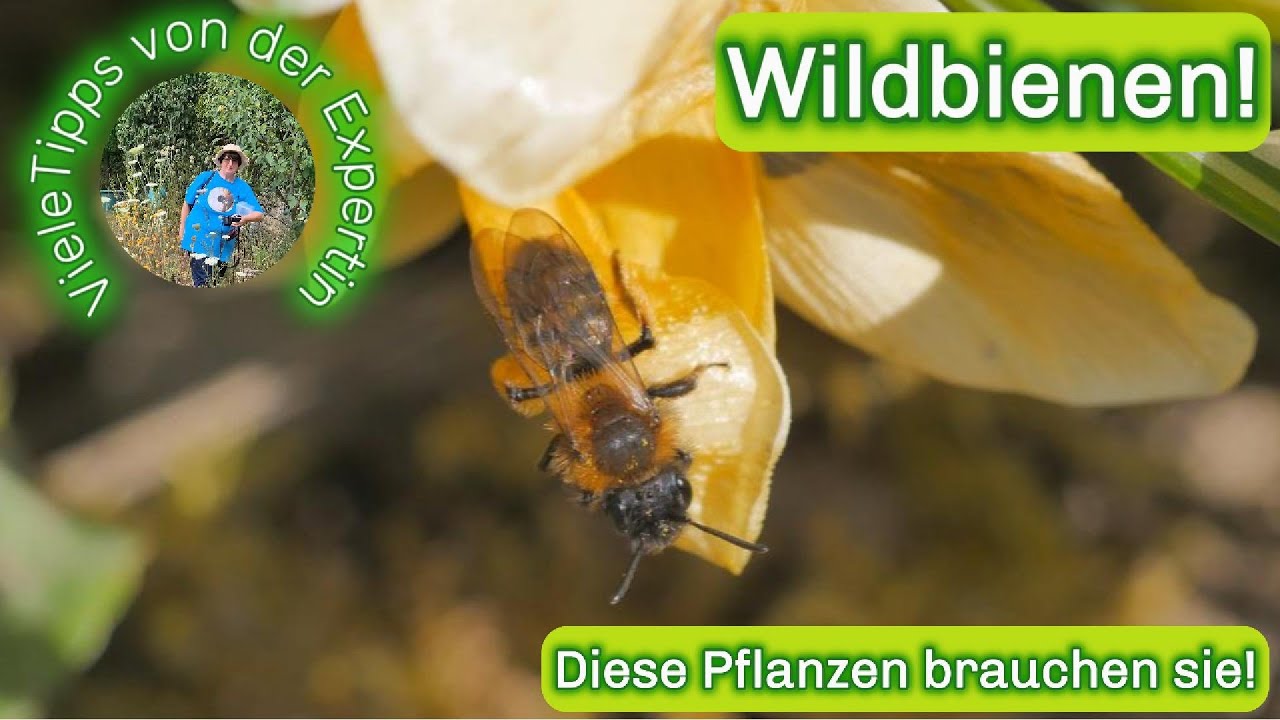 Mache mit! Wildbienen! Diese Pflanzen brauchen sie!
