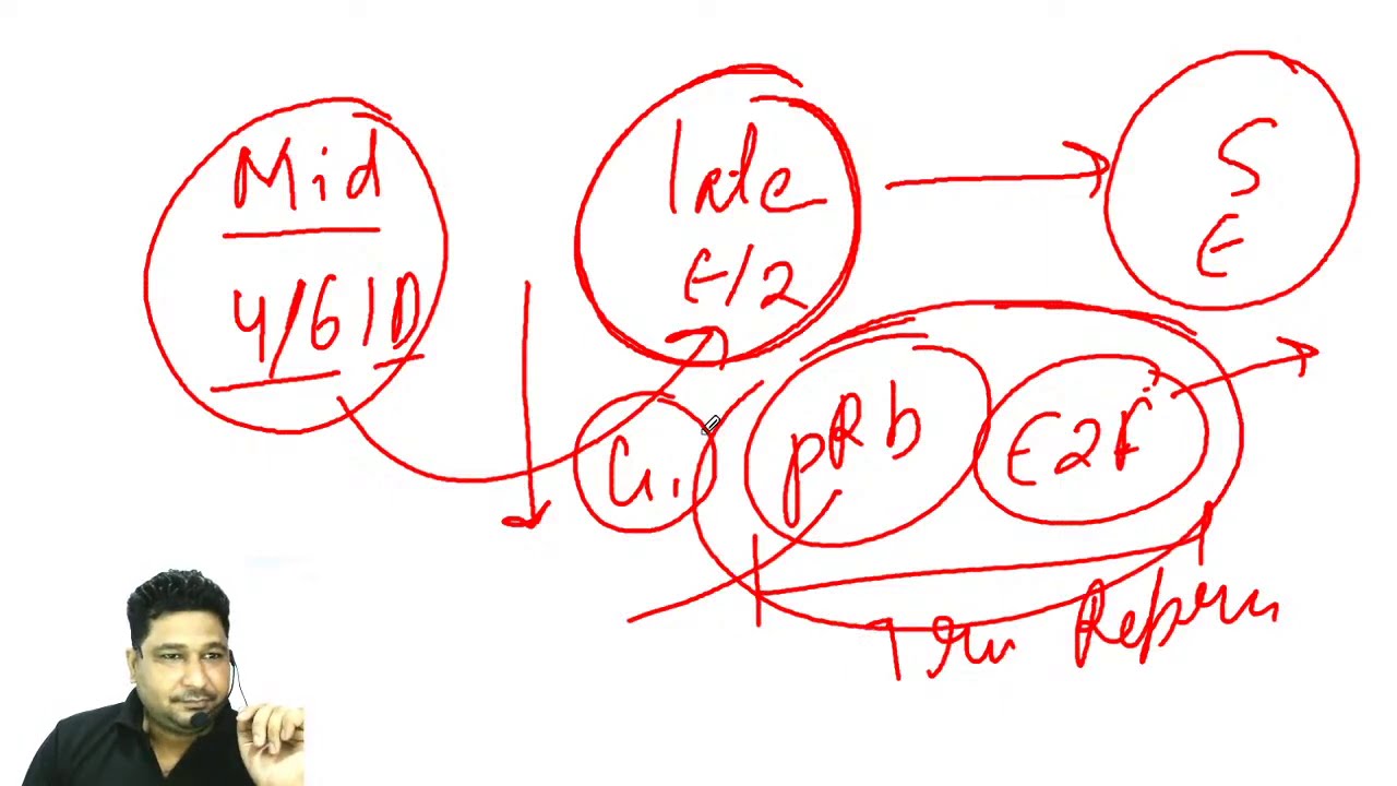 pRb & E2F in cell cycle