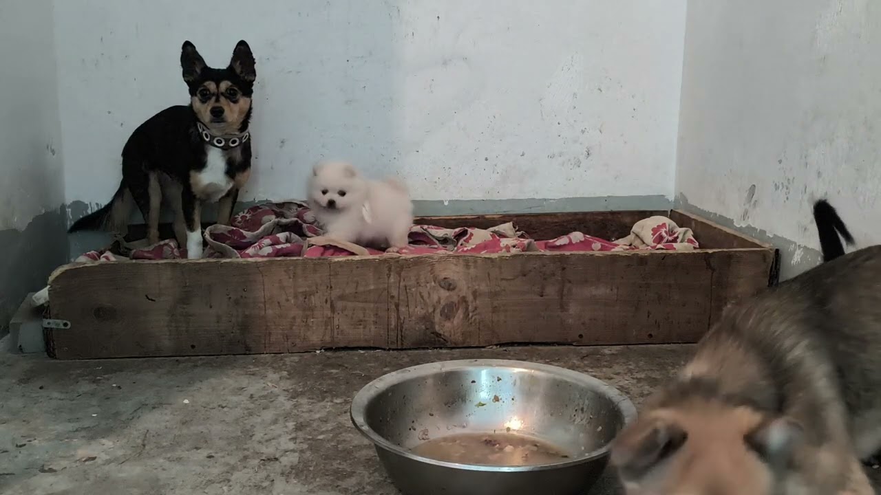 怀疑我没有给大狗喂肉的网友误会我了#狗狗日常