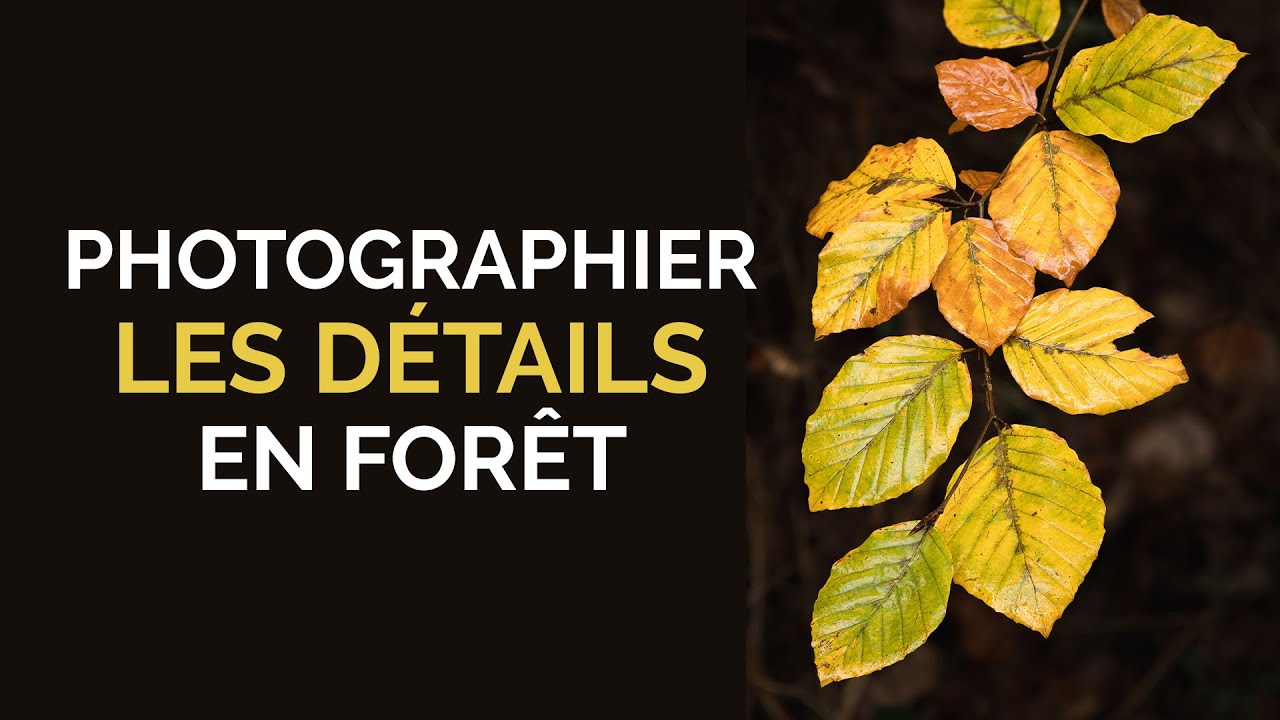 Photographier les détails en forêt