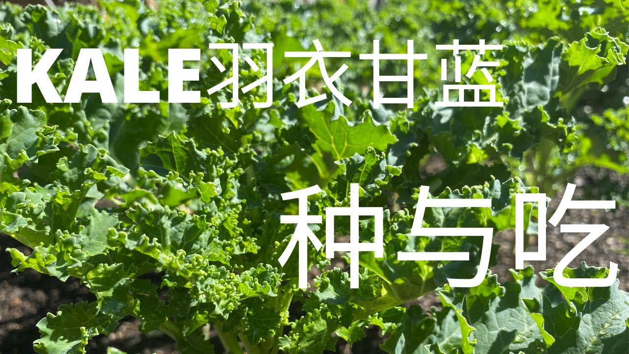 【种菜】最该种在菜园里的超级食物 - 羽衣甘蓝Kale | 简单美味吃法与禁忌 | Kale病虫害防治 | #StayHome Growing Superfood - Kale #WithMe