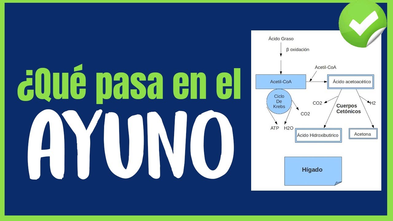 Metabolismo en el Ayuno \ Bioqu&iacute;mica f&aacute;cil