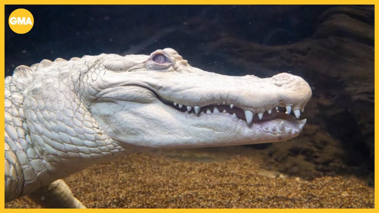 This is not your typical alligator &mdash; he has fans