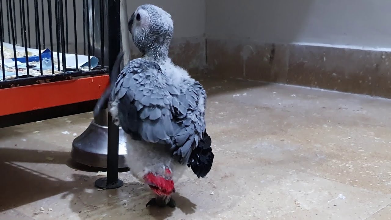 African Grey Parrot, Growth Week 6