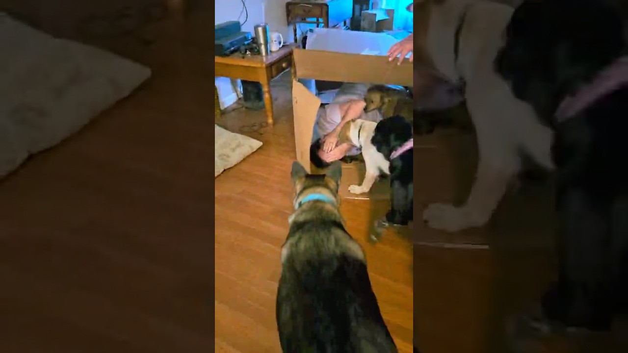 Chaos with my dogs, and yes, for the record that did hurt a little bit!!  
