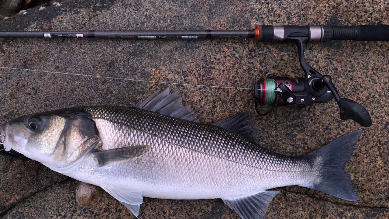Hunting Silver Bars | Guernsey Fishing 2019