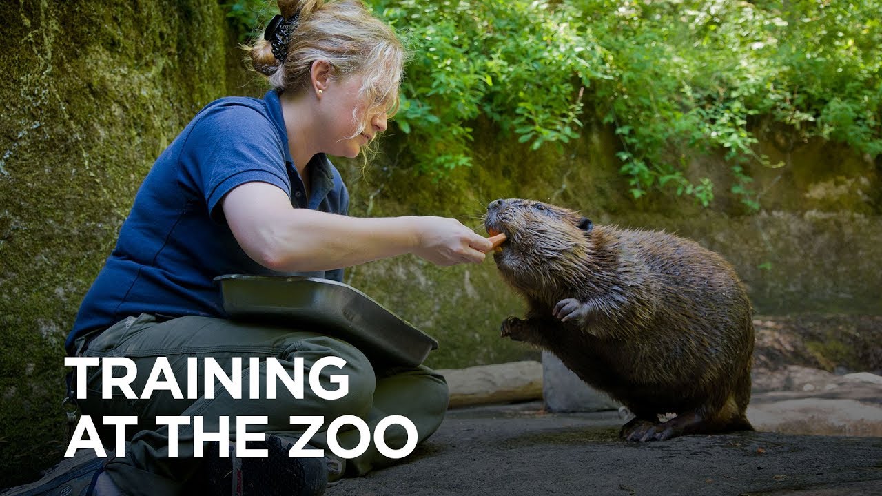 Why Train Animals at the Oregon Zoo?