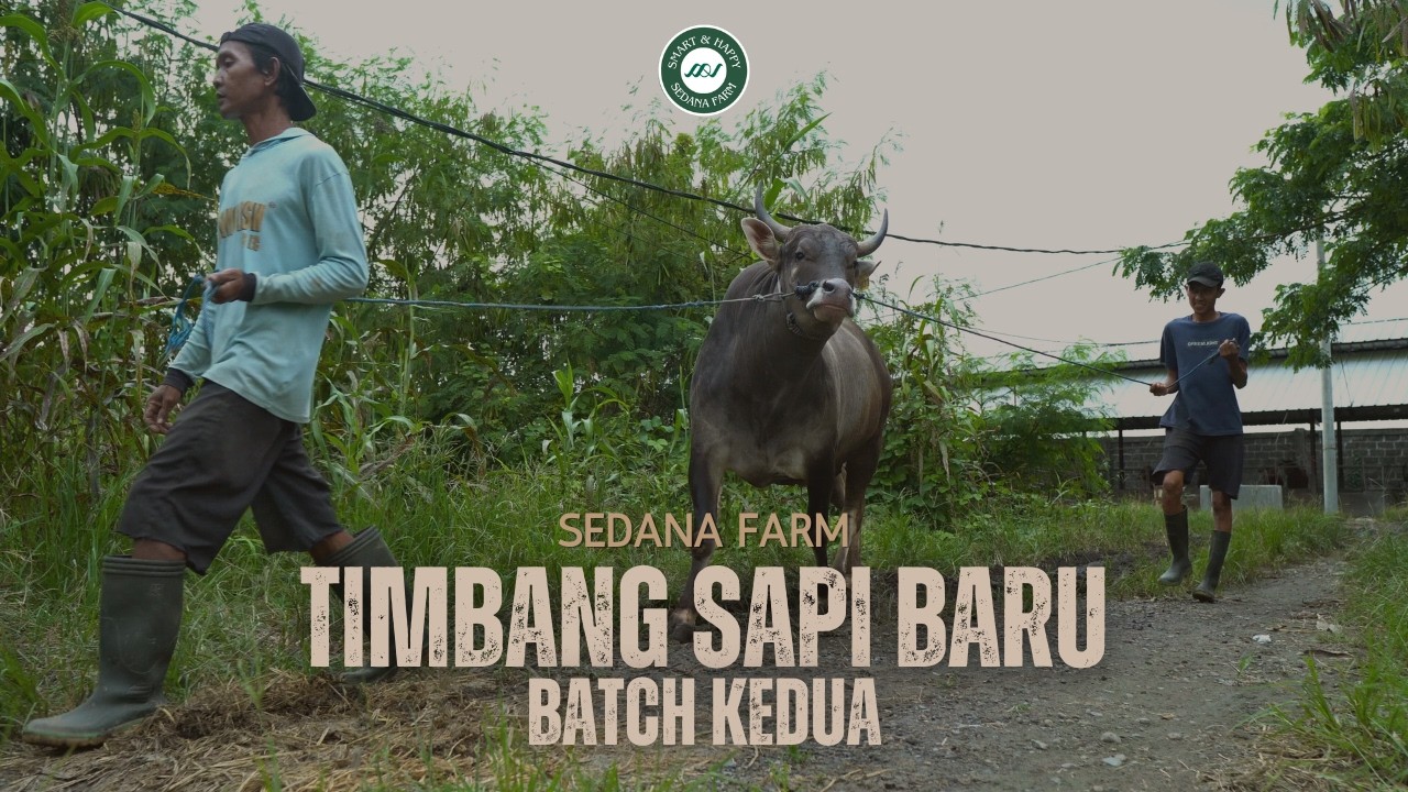 Penimbangan Sapi Batch Kedua di Sedana Farm | Siap Penuhi Kebutuhan Qurban 2026