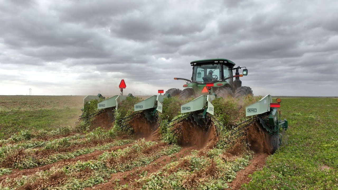 2024 Peanut Harvest