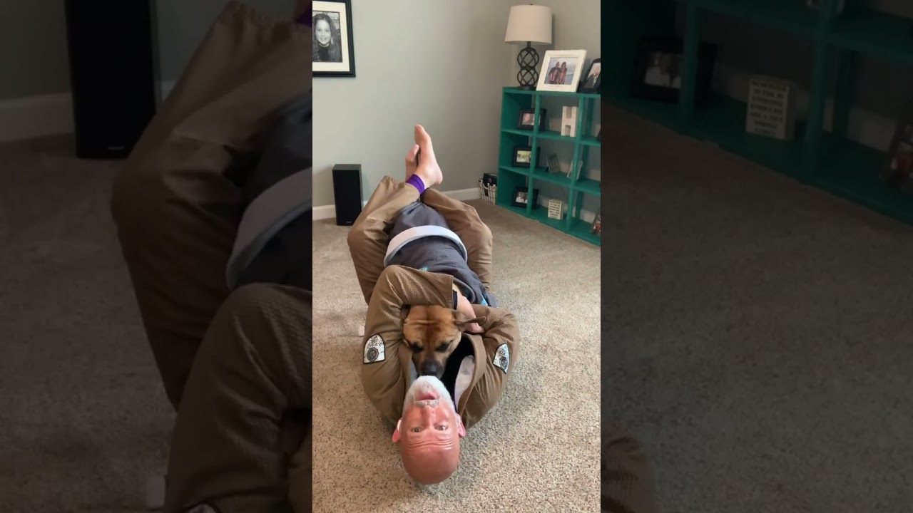 Loop Choke From Closed Guard with Wrigley The Bulldawg #bjj #jiujitsu #rescuedog
