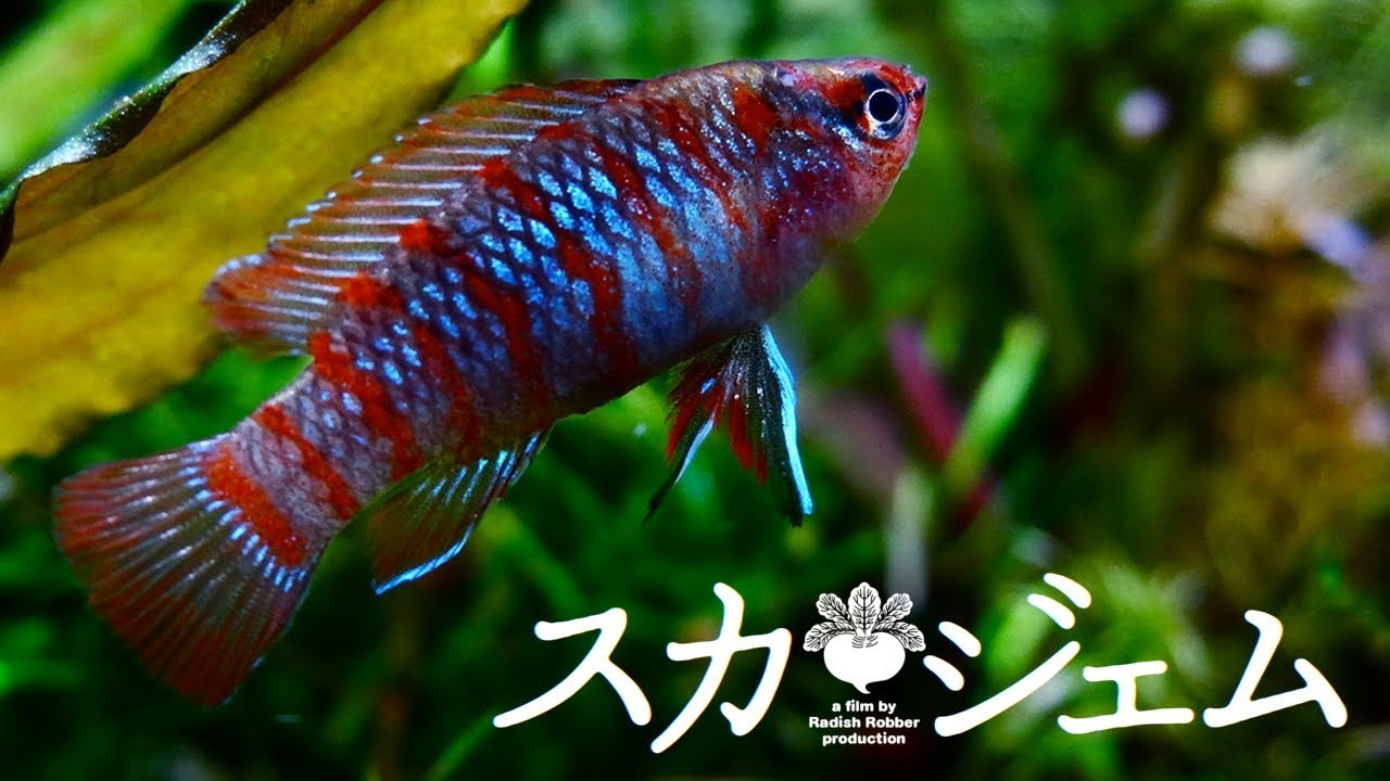 陰性水草水槽のｽｶーﾚｯﾄｼﾞｪﾑ（ｱｸｱﾘｳﾑ,熱帯魚,badis）