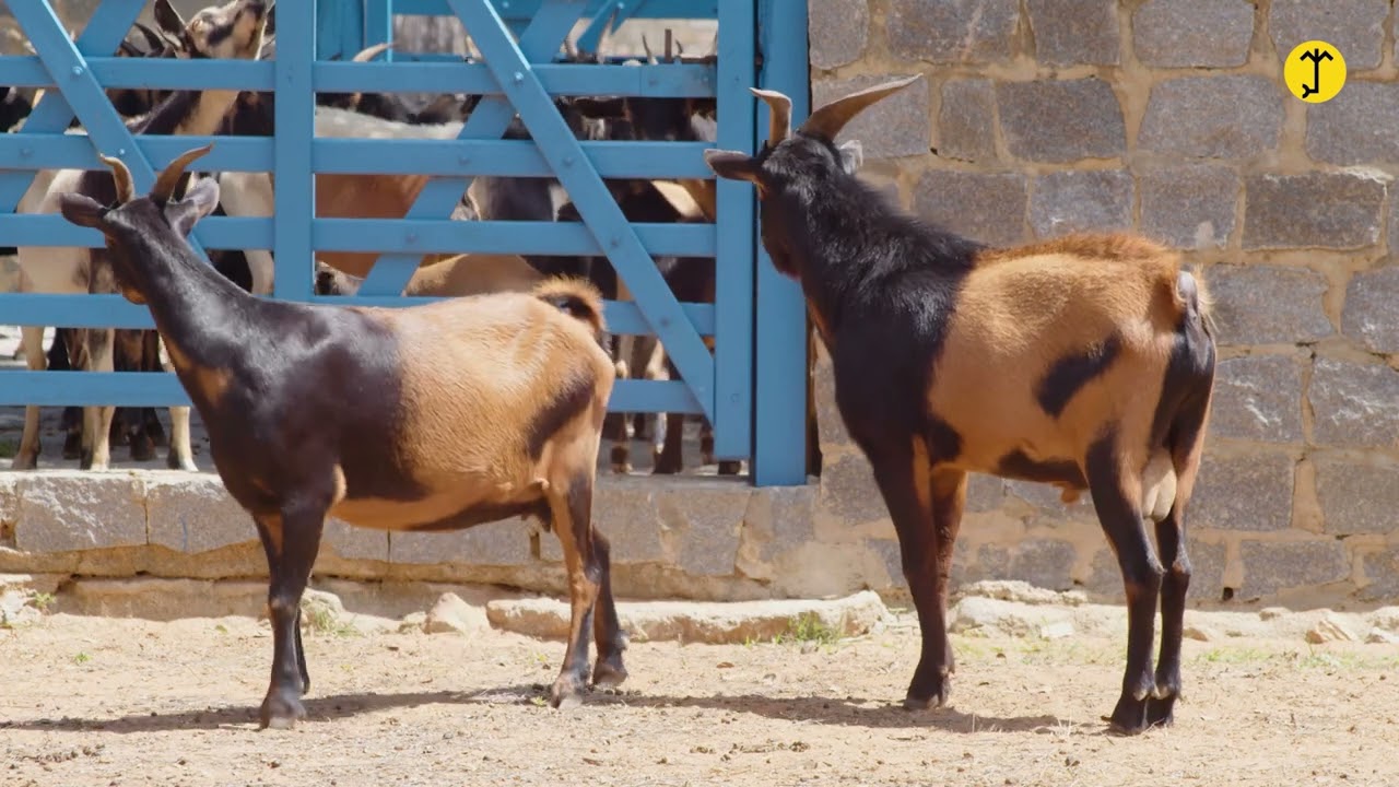 EP. 3 - REPARTIDA- Caprinos da Fazenda Carnaúba