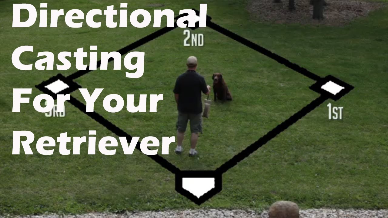 Teaching Your Retriever Directional Casting on Land