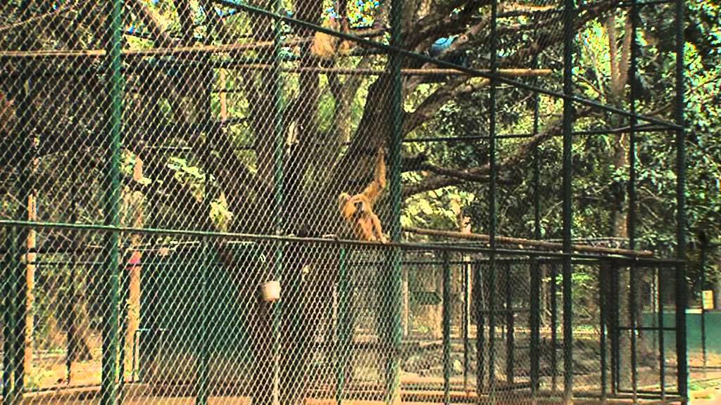 Volunteer at wildlife rescue center in Thailand
