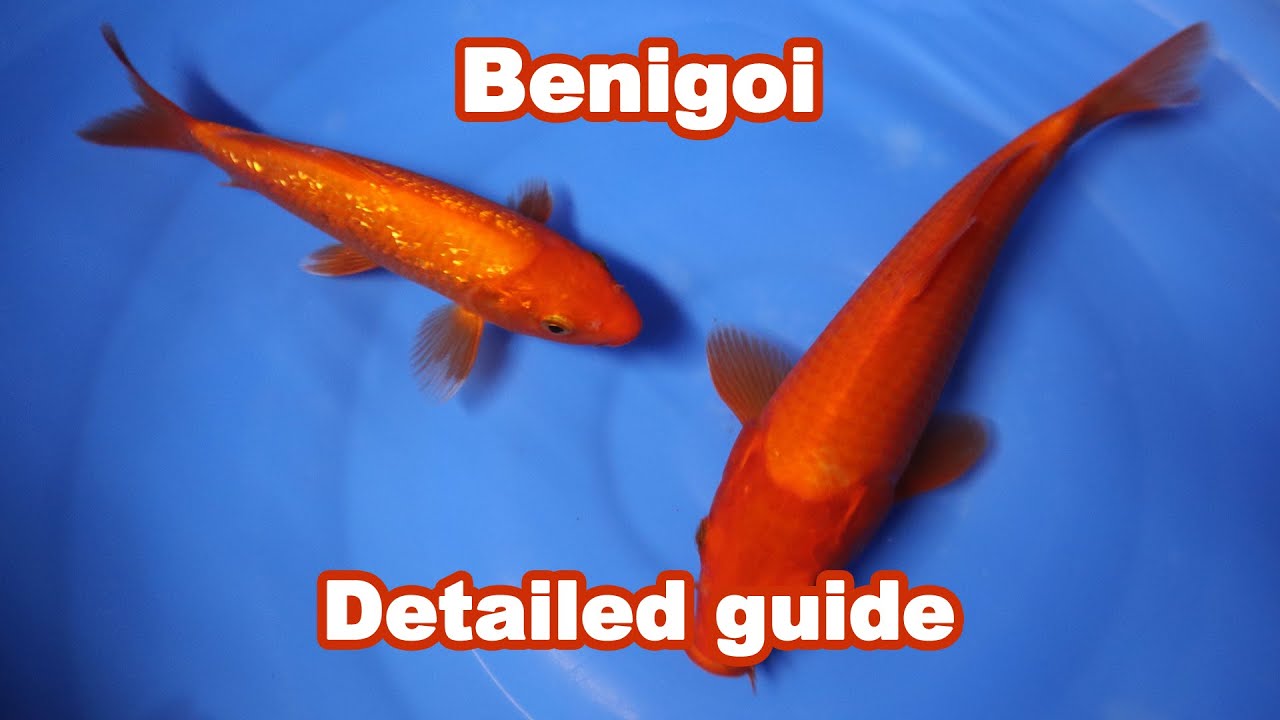 Benigoi Koi Fish Variety – selection information [KOI GUIDE]