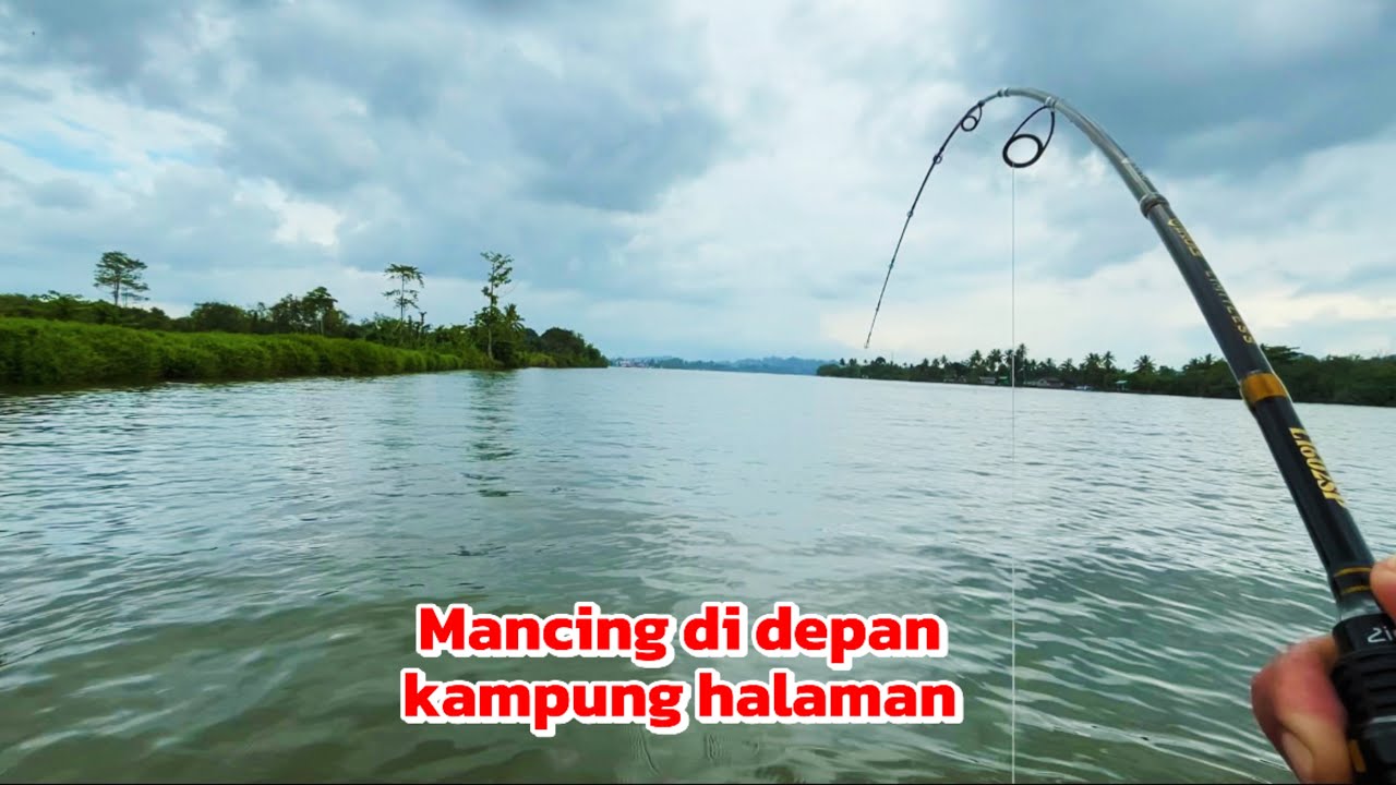 Ternyata ikan predatornya masih ada di depan kampung halaman ketika air jernih 