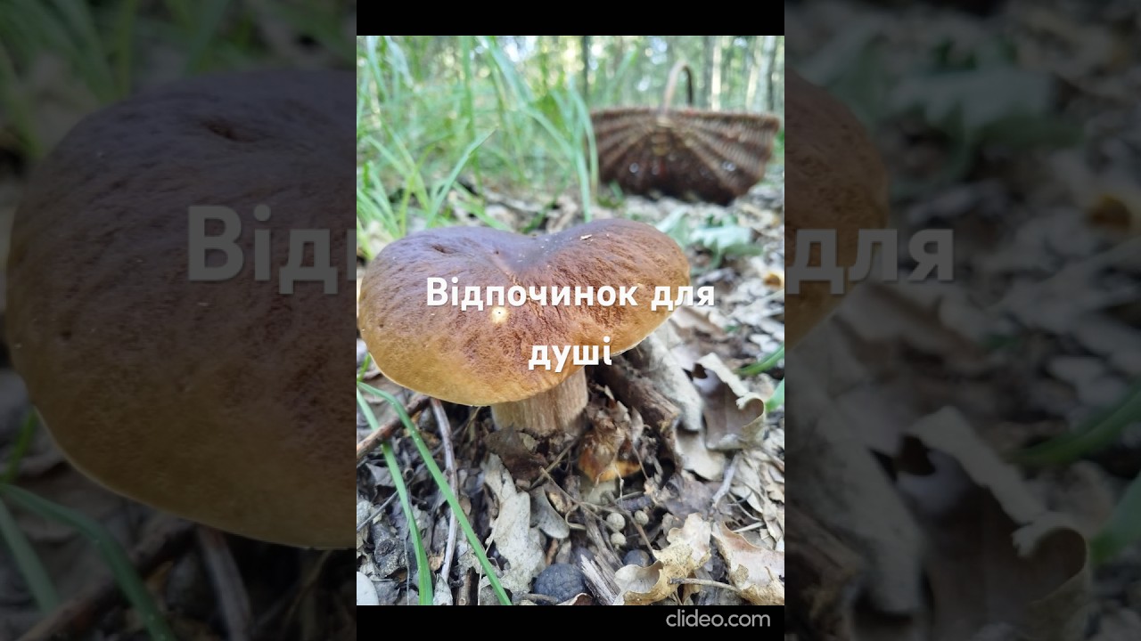 Похід в ліс по гриби це не тільки заготівля  але і незабутні враження на всю зиму.