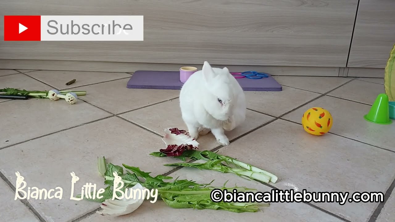 🍌 Spuntino Goloso per Bianca: Banana, Verdure e Fieno! 🥬🐰