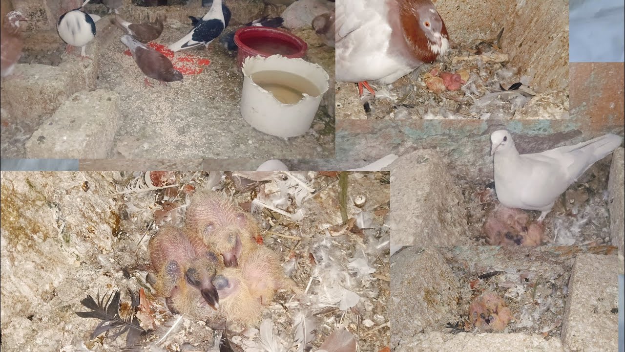 عيش بما يرضي الله تكن اسعدالناس أجبر بخاطر حد محتاج اقسم بالله ربنا مش هيعديهالك كده وخلاص وهيجبرك 👌