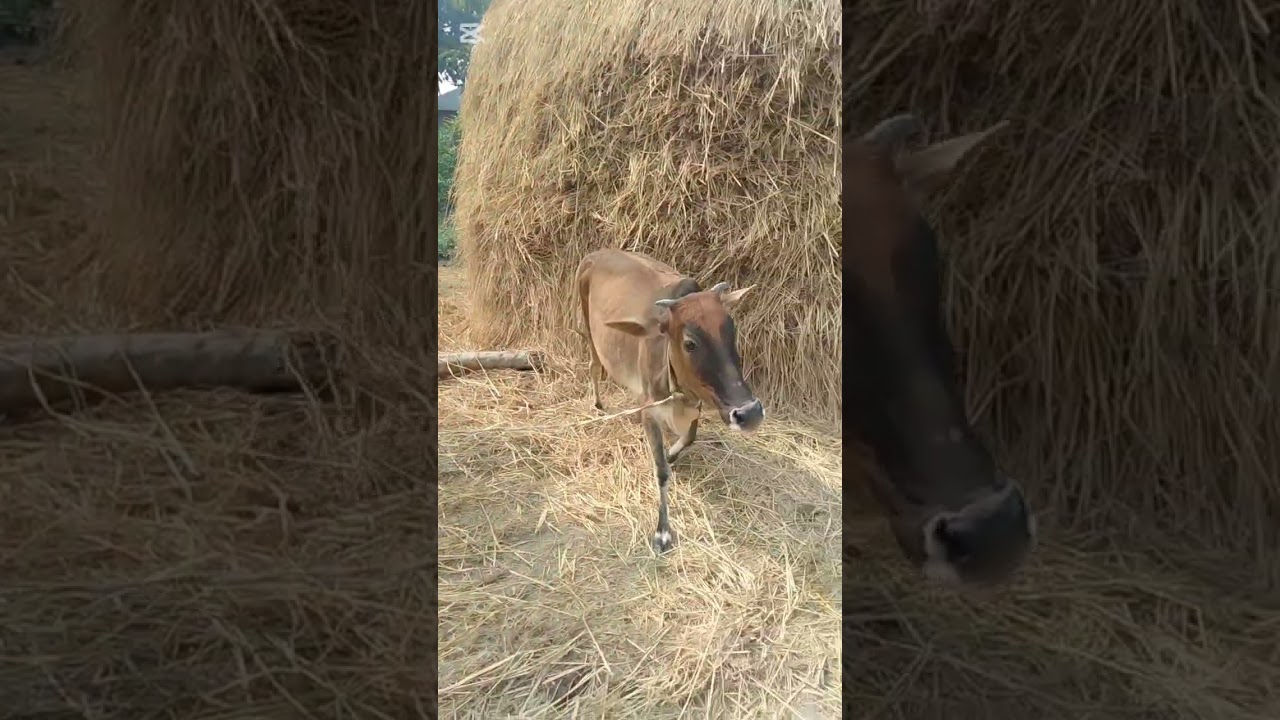 অবশেষে বিক্রিই করে দিলাম