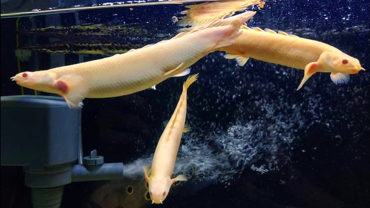 8 Makanan Ikan Palmas Agar Cepat Besar dan Sehat Di Aquarium