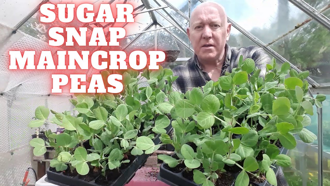 Growing Sugar Snap Peas [Gardening Allotment UK] [Grow Vegetables At Home ]
