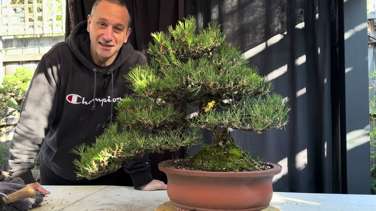 Japanese Black Pine Bonsai refinement work - continuous improvement