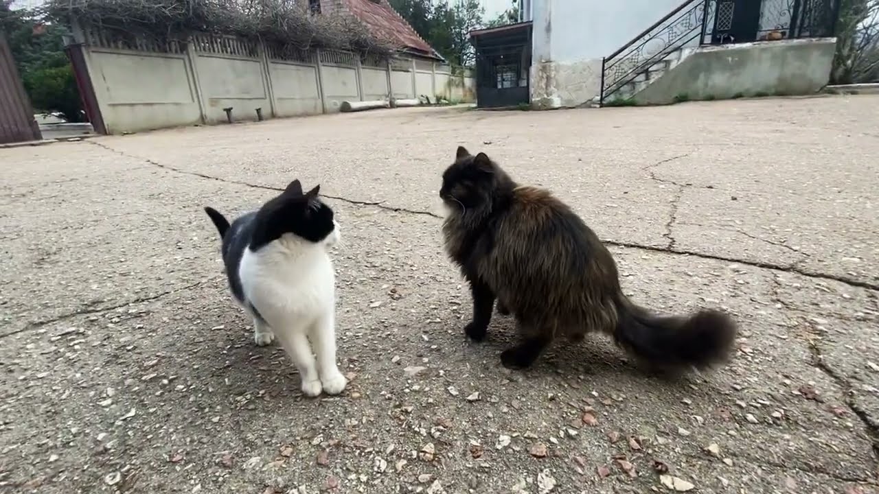 Two Street Cats Fought Over Food — This Hurt to Watch