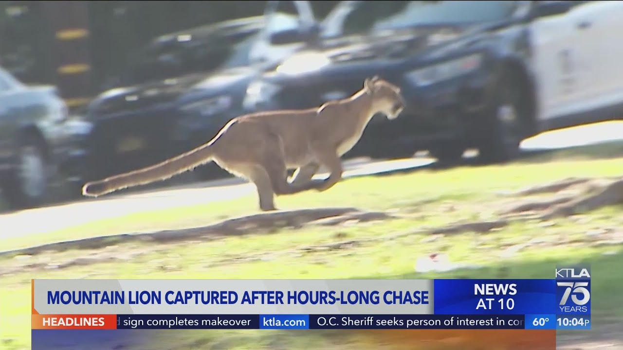 Mountain lion finally captured in Brentwood after hours long chase