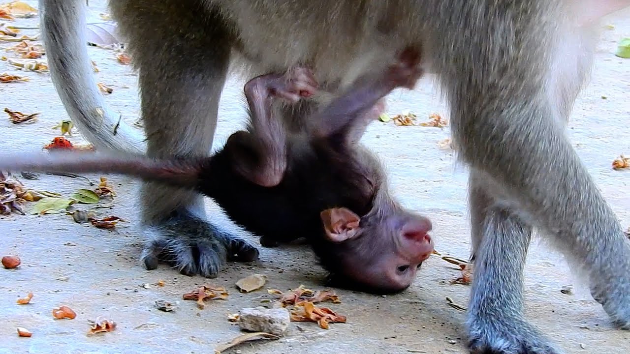 New baby monkey crying under mom belly
