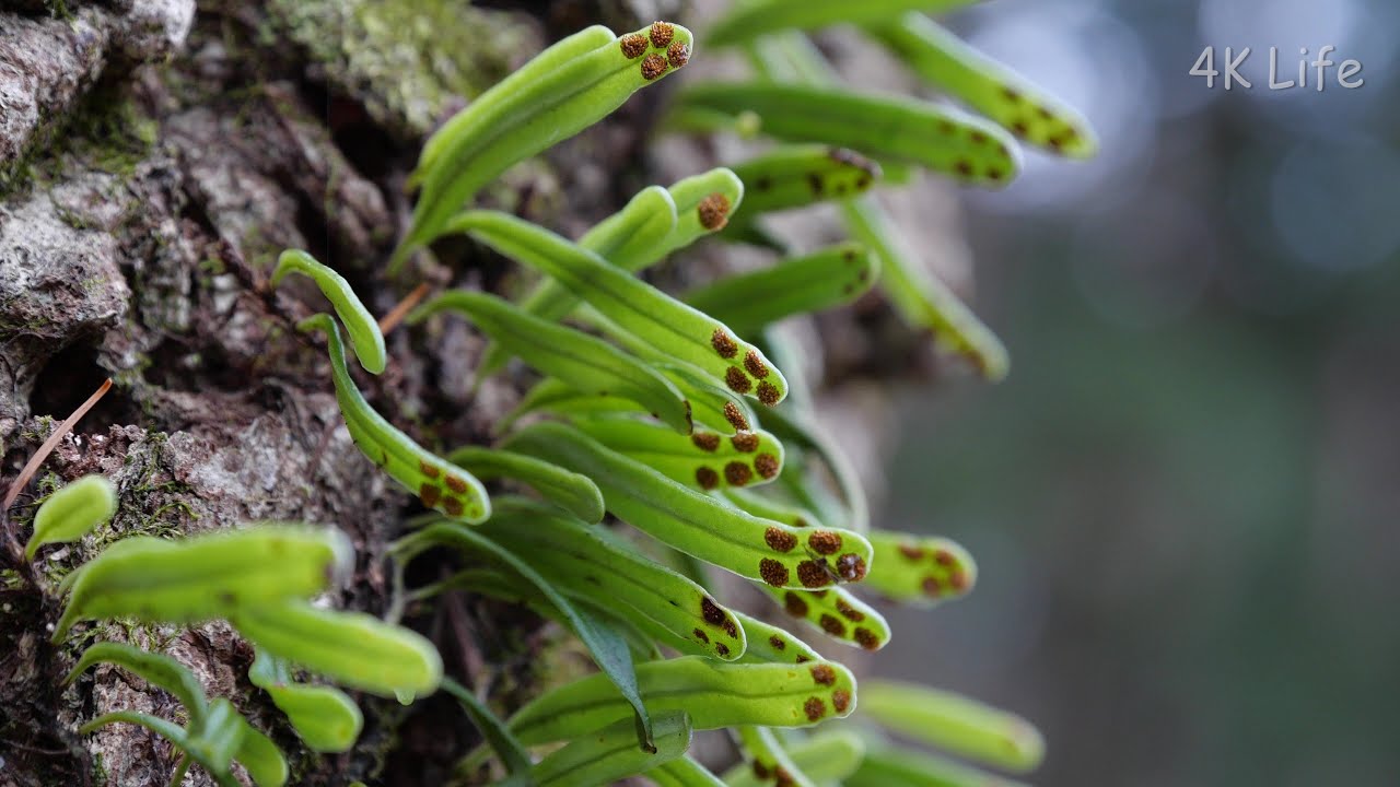 ヒメノキシノブ A species of weeping fern (Lepisorus onoei)［4K UHD／シダ類 Fern］