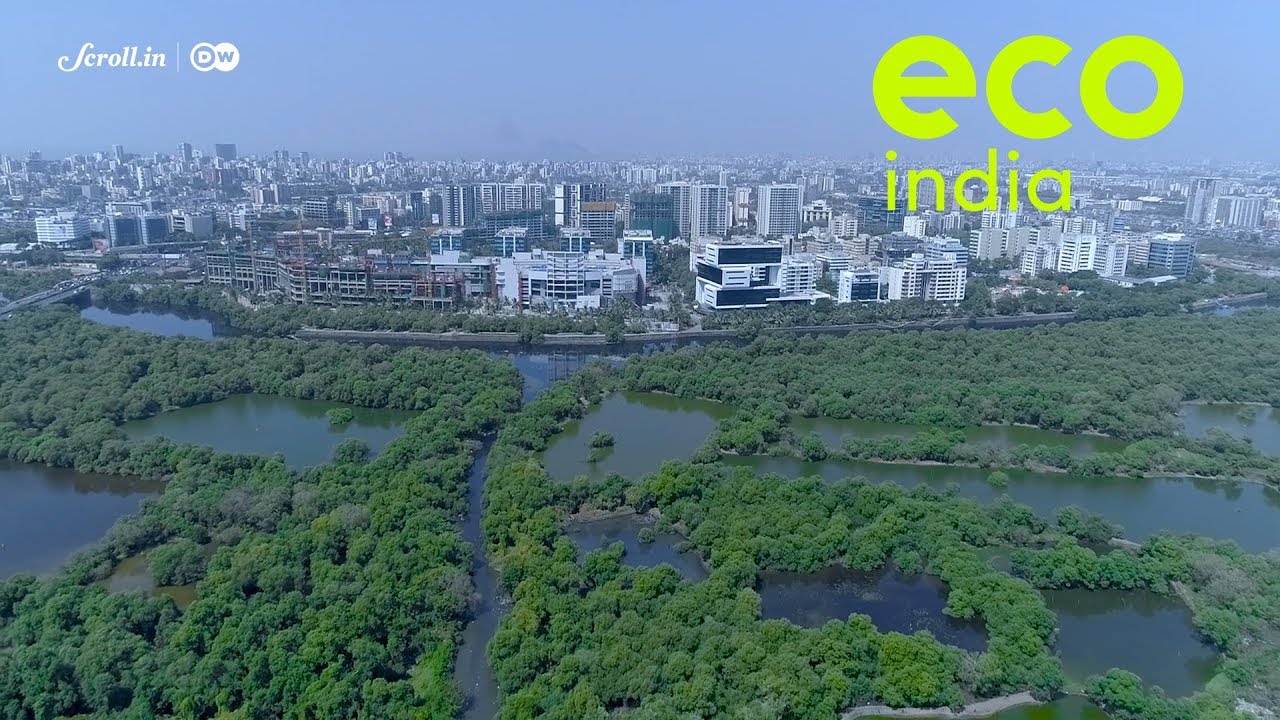 Eco India: How Dharavi's Kolis use an age-old method to continue fishing in Mumbai's dirtiest river