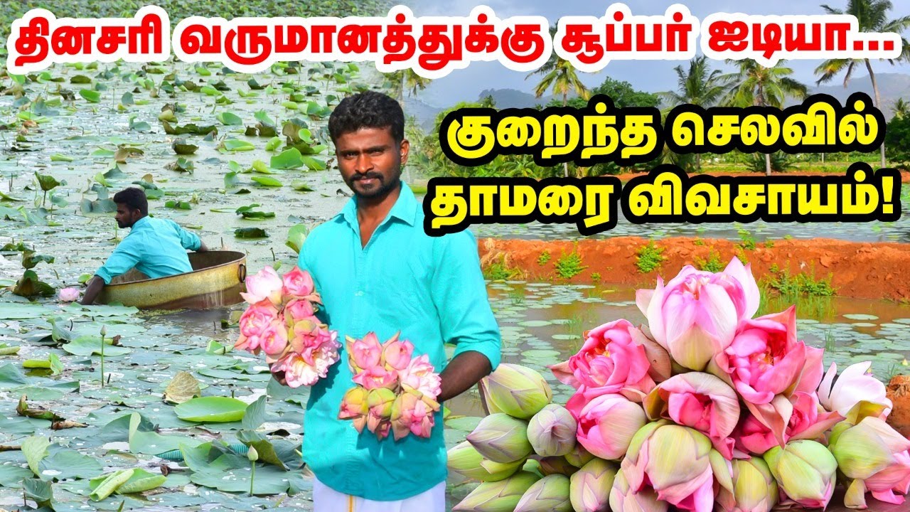 Daily வருமானத்துக்கு சூப்பர் ஐடியா | தாமரை விவசாயத்தில் கலக்கும் இளைஞர் | Lotus Farming in tamil