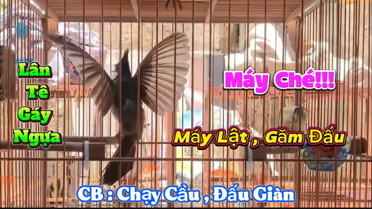 Siêu Phẩm Bổi Víp Chiến Binh Chạy Cầu Bung Xoè , Nết Đánh 2 Cầu Ngang Dê Xoè Ché Xoè , Nết Đỉnh Cao