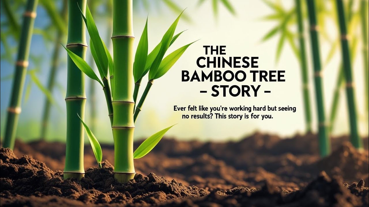 The Chinese Bamboo Tree - MWisdom Story