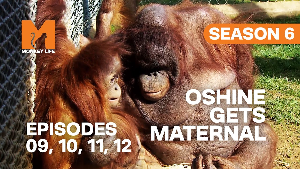 Oshine Shows Her Softer Side in Monkey Life | S06 E09, 10, 11 & 12 | Full Episodes