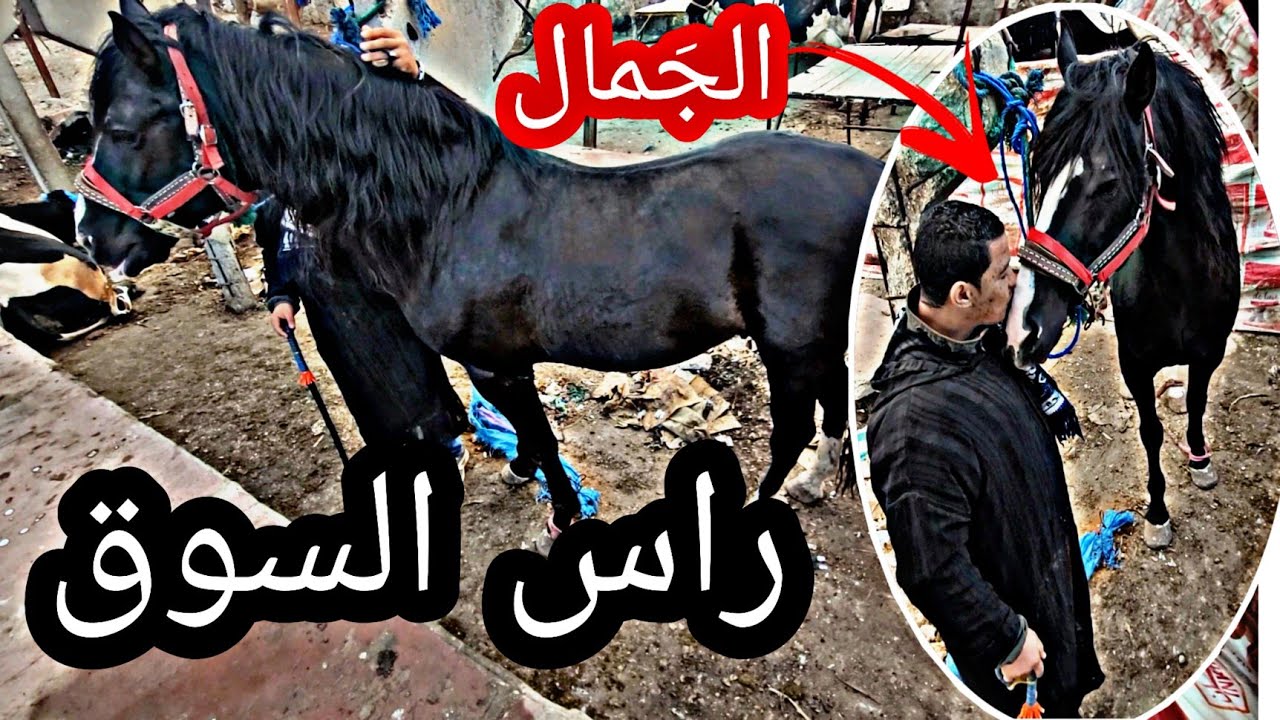 مباشرة من سوق سطات محمد بورزوق خاد عود دهم ملكي و شرويط ديما محيح