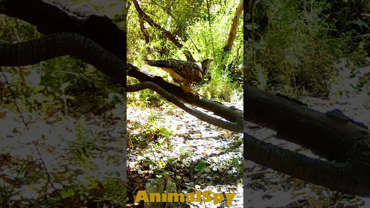 #PEUCO Perchado #VRegi&oacute;n #Chile #c&aacute;marastrampa #trailcamera #avesrapaces #avesdechile #birds #fauna