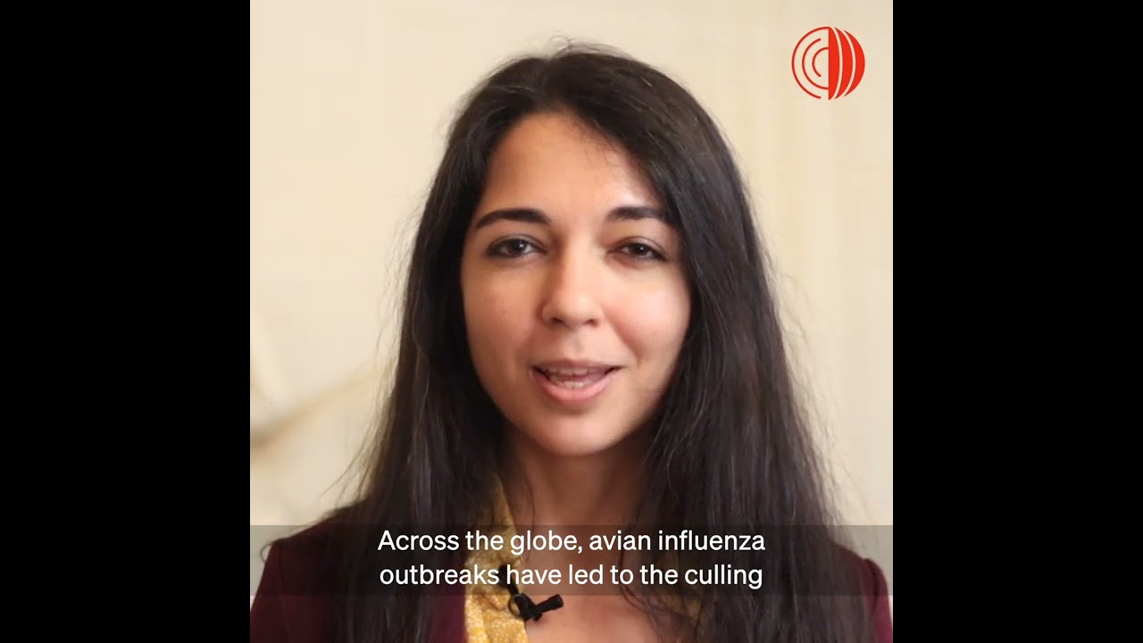 What is the current global situation of bird flu?