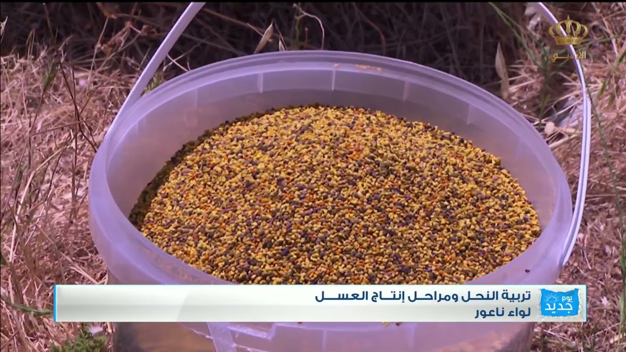 تربية النحل ومراحل انتاج العسل | ناعور