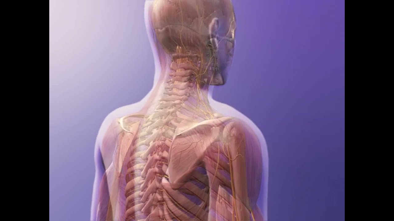 神经元功能三维立体动画演示 #人体解剖学 3D animation demonstration of neuron function #HumanAnatomy