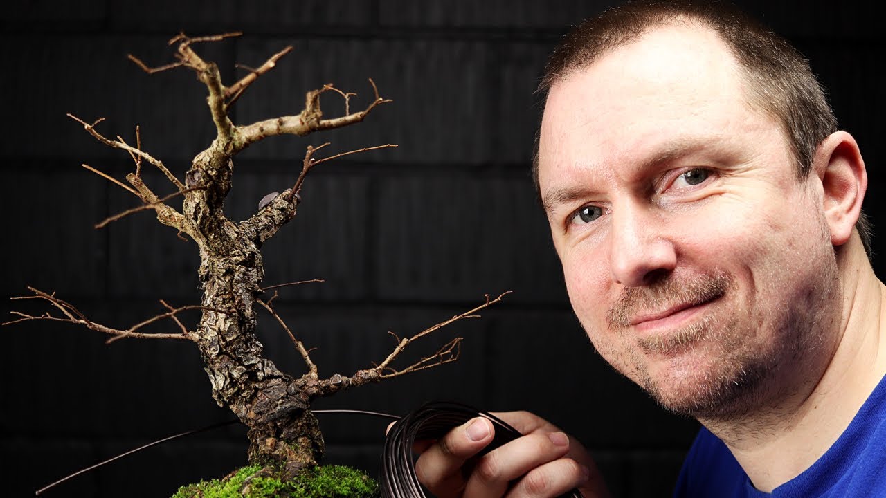 Pruning & Styling My Cork Bark Chinese Elm Bonsai