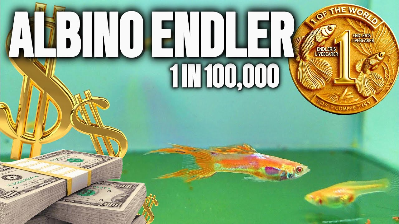 Самые Ценные Варианты Endler в Мире: Шанс 1 к 100 000!